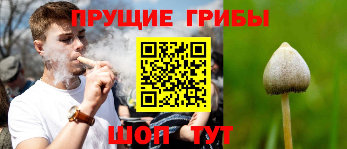 дарнет шоп  Псилоцибиновые грибы GOLDEN TEACHER  Вход с VPN  Солнечногорск 
